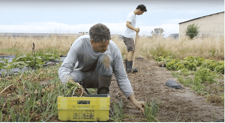 Testeurs de la polyactivité en plein travail chez un maraîcher.