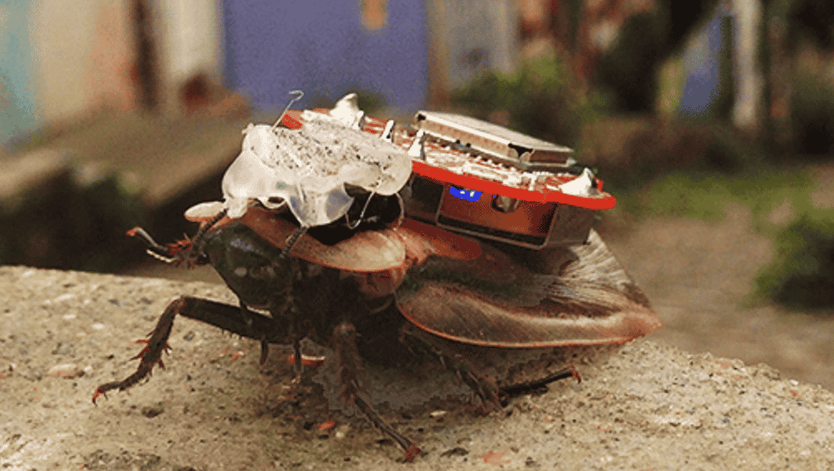 RoboRoach, Backyard Brains, cockroach cyborg