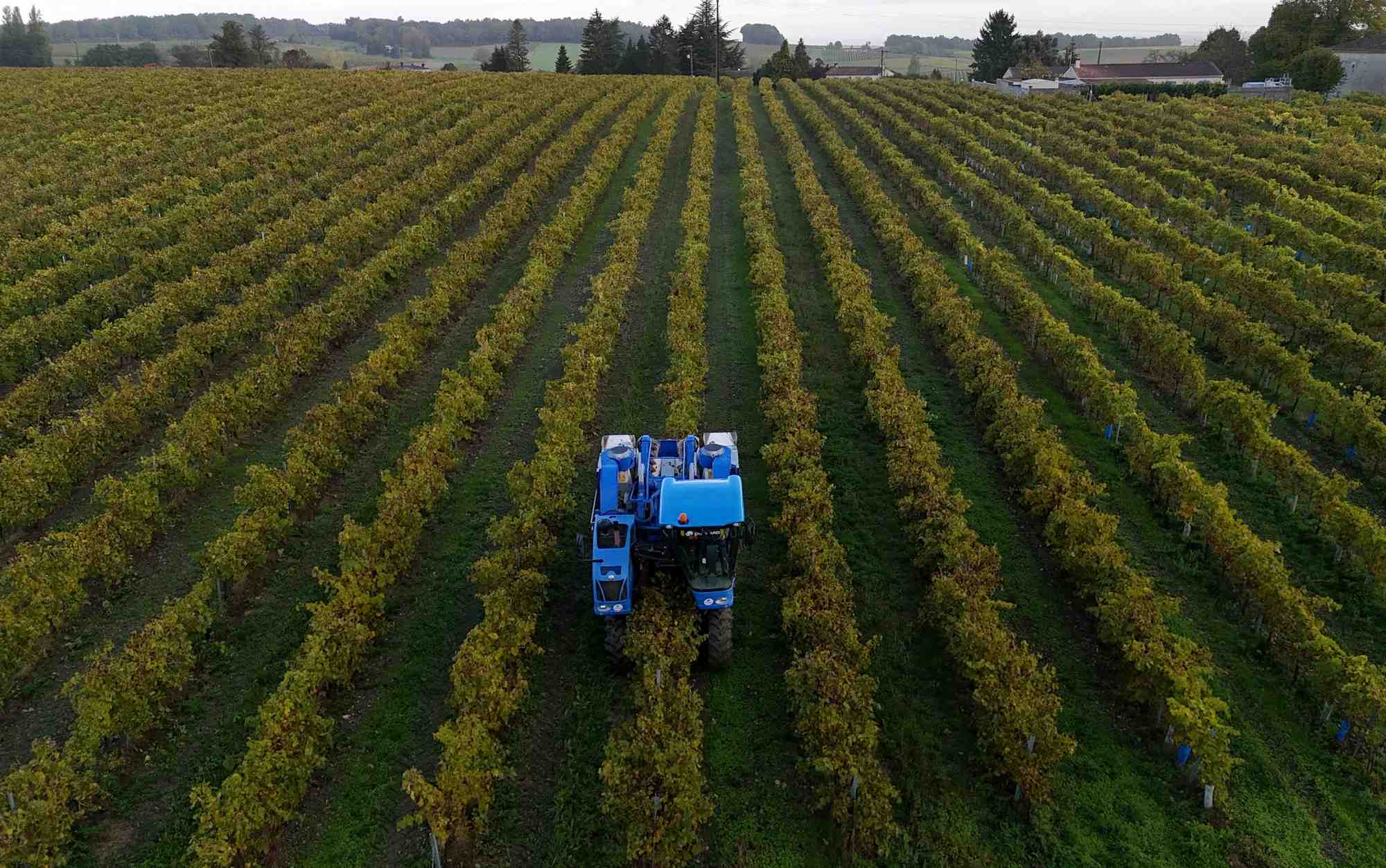 Une vue de drone montre un vendangeur conduisant un tracteur dans un vignoble a bonneuil