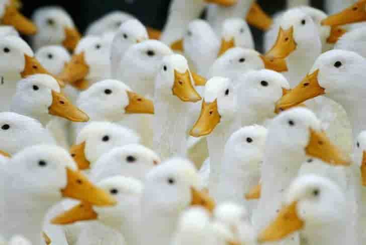 Un foyer de grippe aviaire h5n2 decouvert en russie