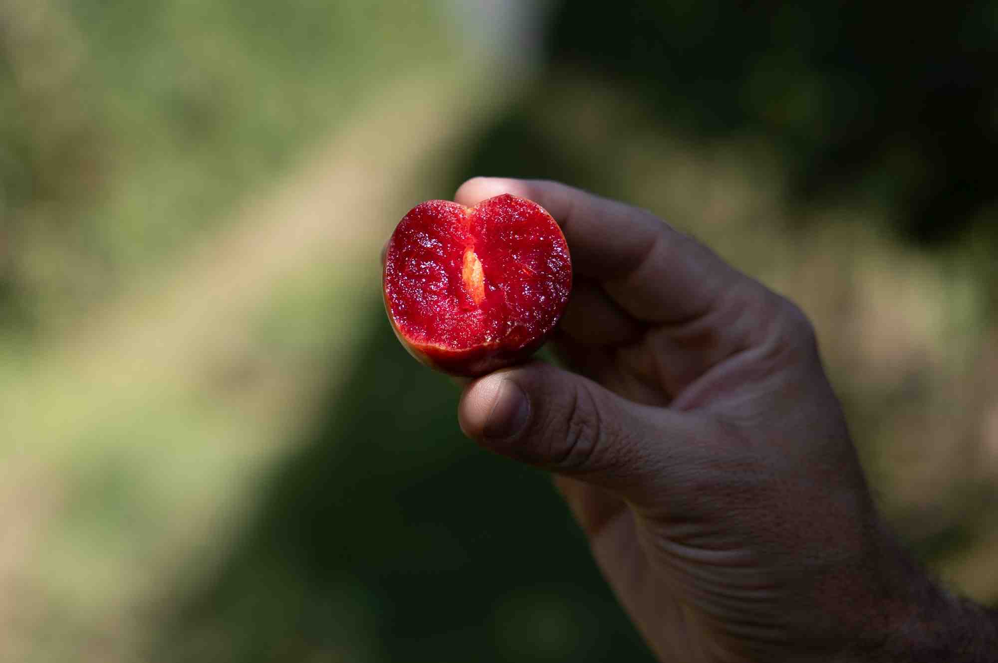 La Lovita, développée en Israël mais produite dans le Tarn-et-Garonne, est une prune d'hiver pensée pour résister aux aléas climatiques.