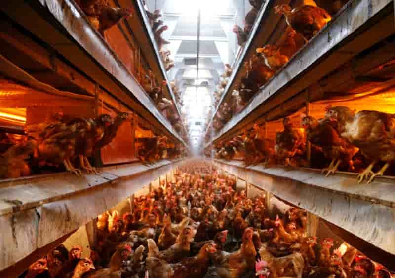France: 250.000 oeufs contamines pourraient avoir ete consommes