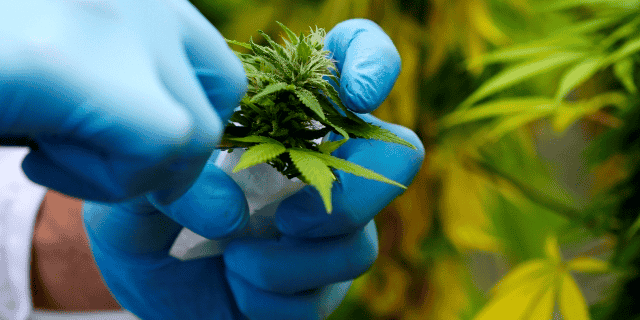 cannabis production