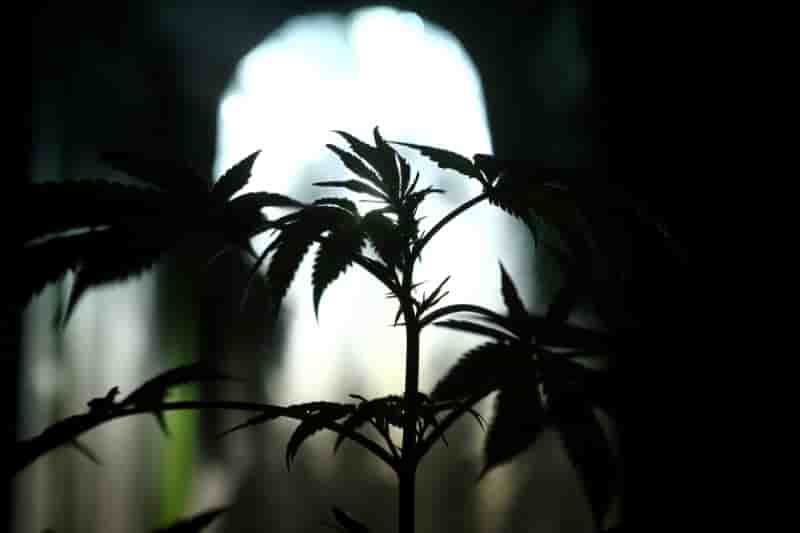 Plus de deux tonnes de cannabis saisies dans le sud-ouest de la france