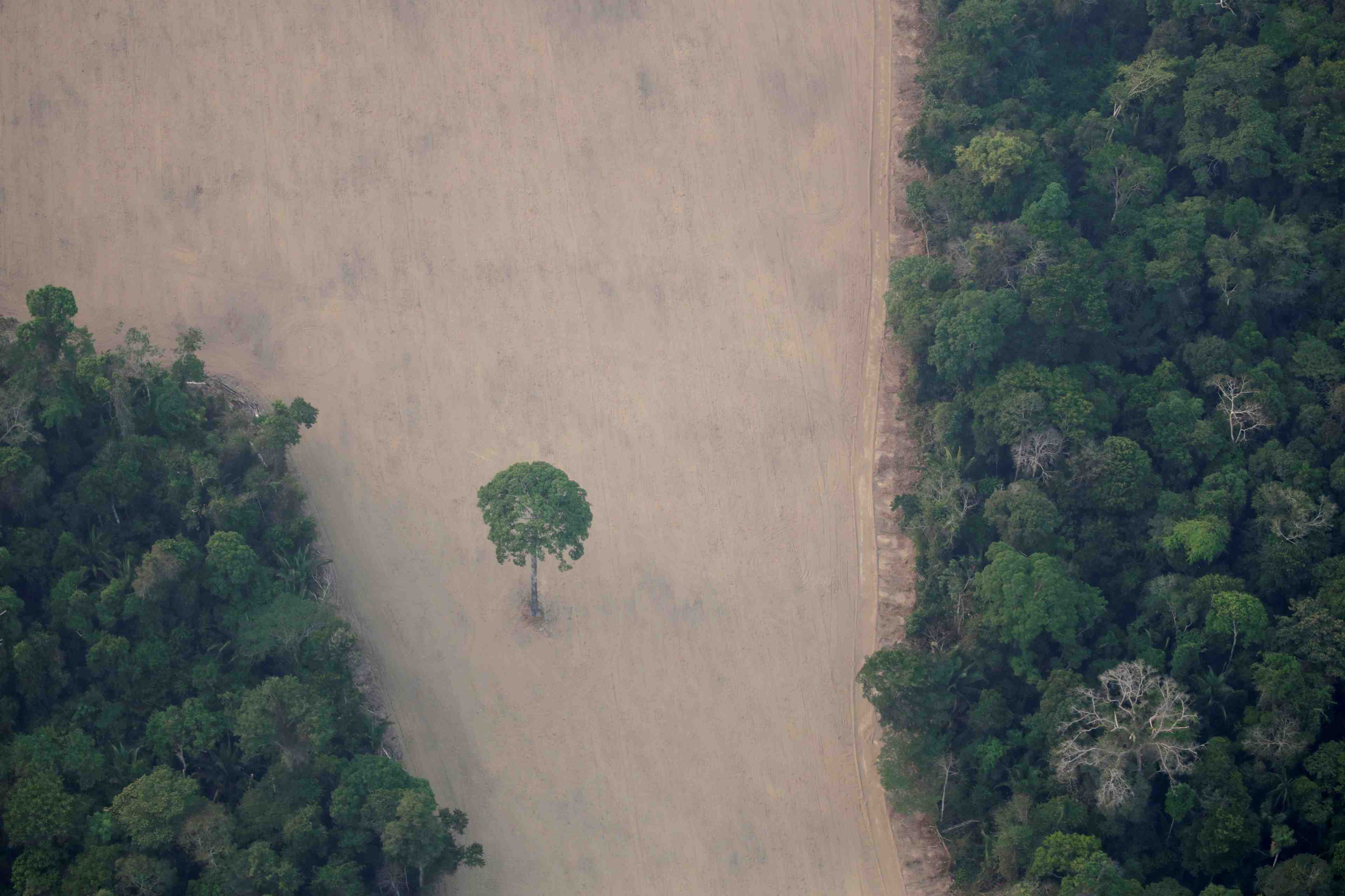 Bresil: huit pays europeens demandent des mesures contre la deforestation en amazonie