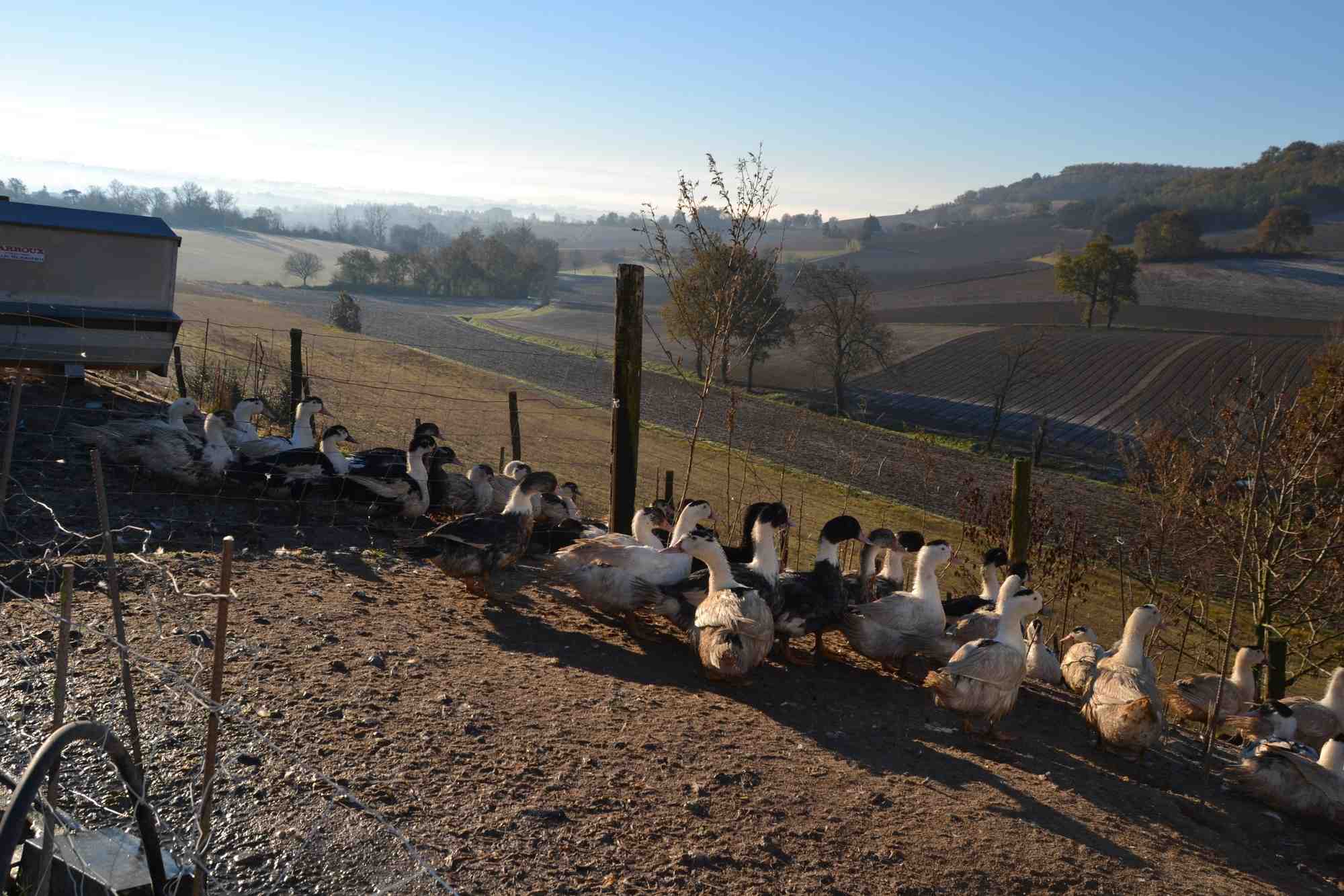 canard