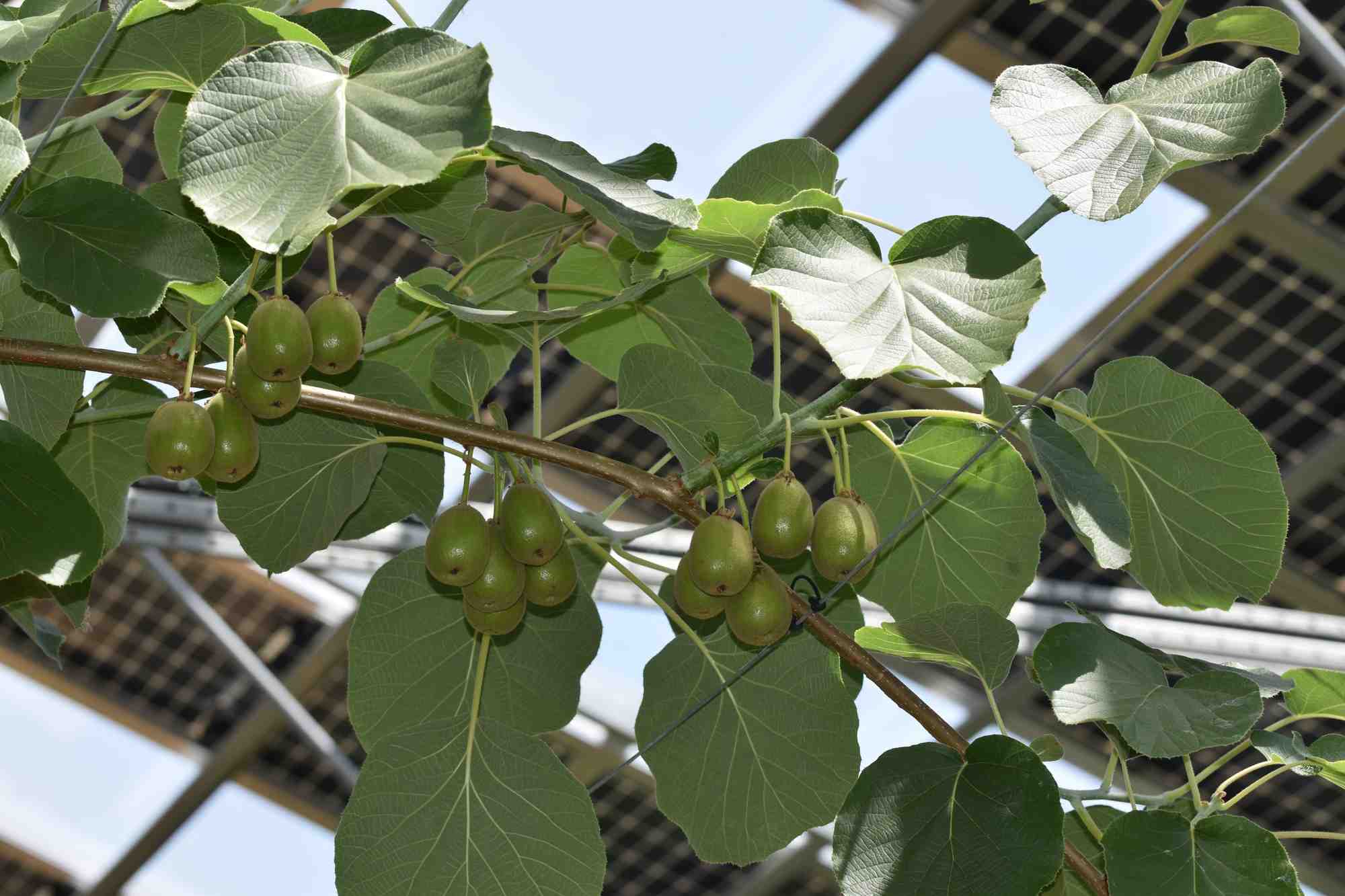 La vente d’électricité produite par les ombrières permet de sécuriser le business plan du projet de culture de kiwis rouges.