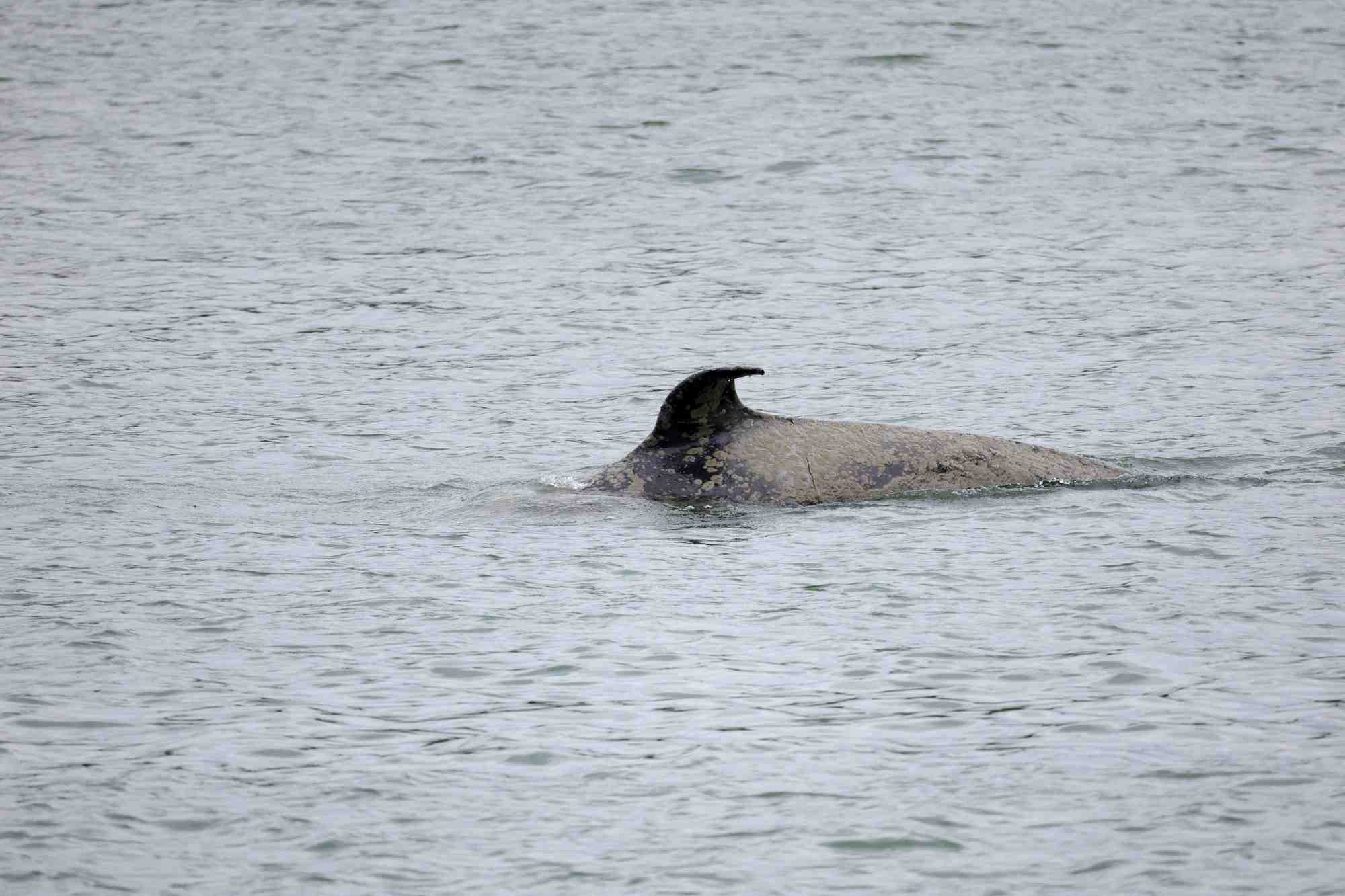 France: l'orque dans la seine, trop malade, sera euthanasiee