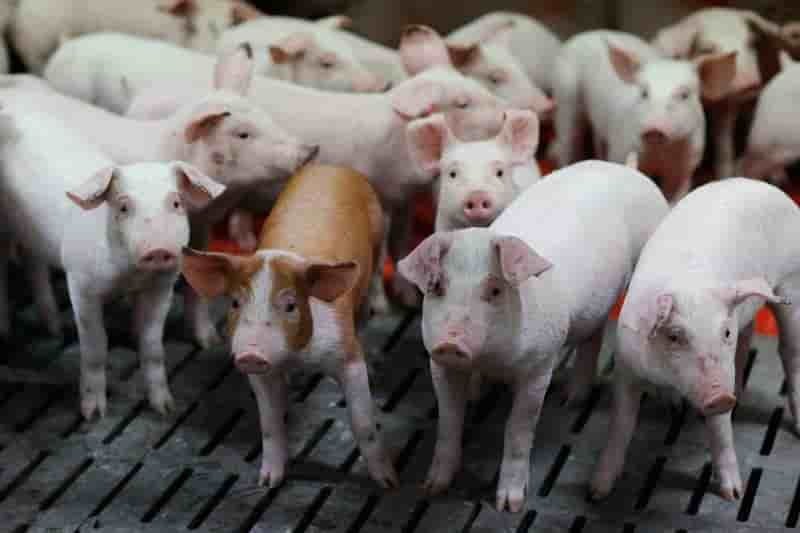 Operations coup de poing des agriculteurs dans l'ouest