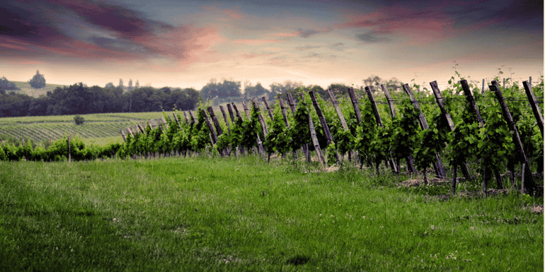 Vignes de Bergerac