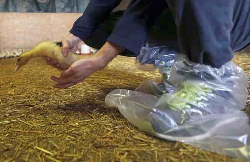 Des aides pour les eleveurs et les agriculteurs