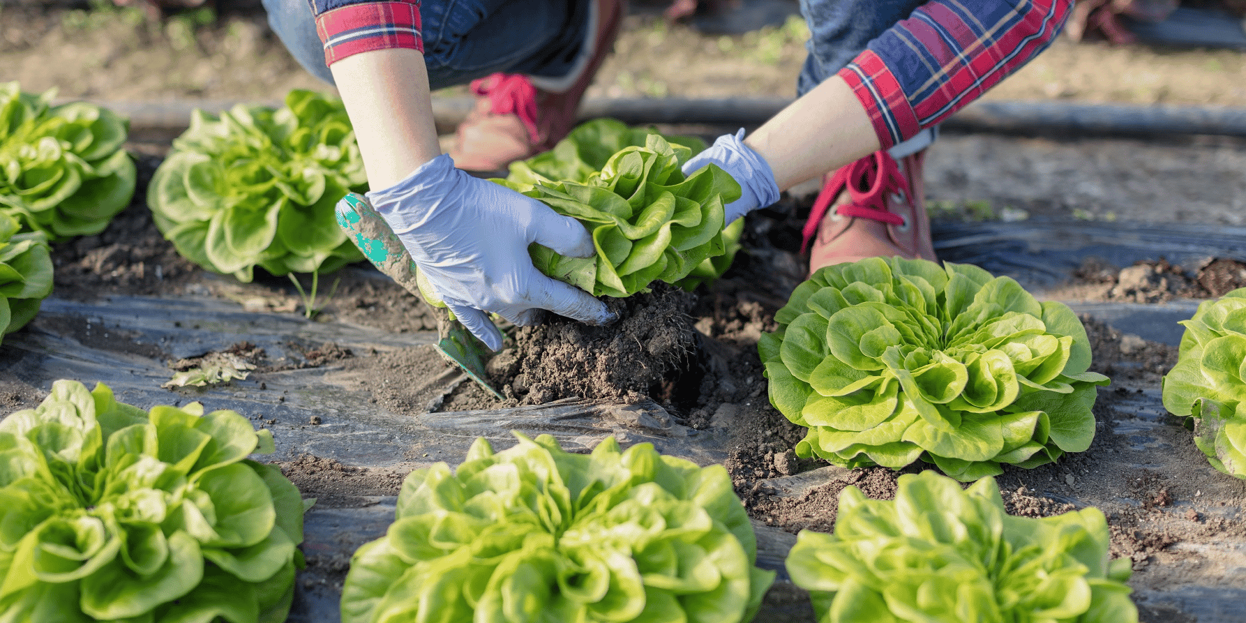 alimentation, circuit court, agriculture