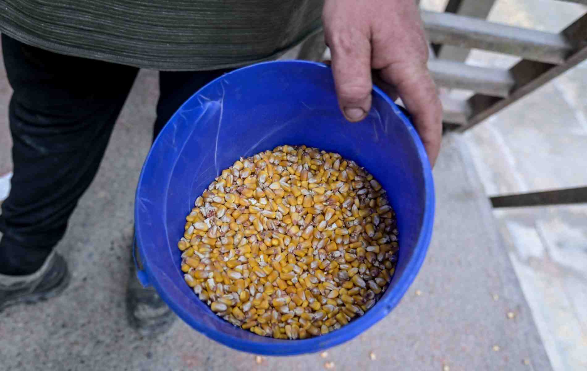 La production de blé tendre chuterait de 27,0 % en 2024, selon la première estimation de l'Insee.