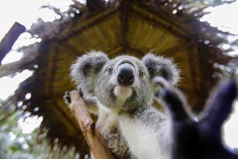 Un koala mort visse a un poteau, indignation en australie