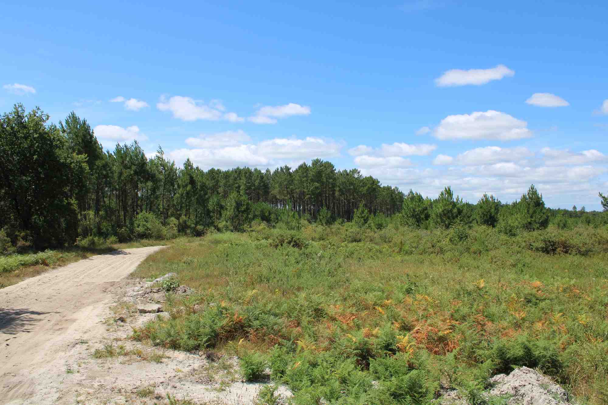 La commune de Belin-Béliet (33) veut accueillir 71.000m² d'entrepôts sur une parcelle pour partie en zone humide et dans le Parc naturel régional des Landes.