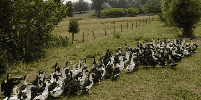 Canards