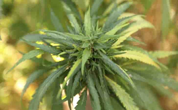 Constellation prend 10% du producteur de cannabis canopy growth