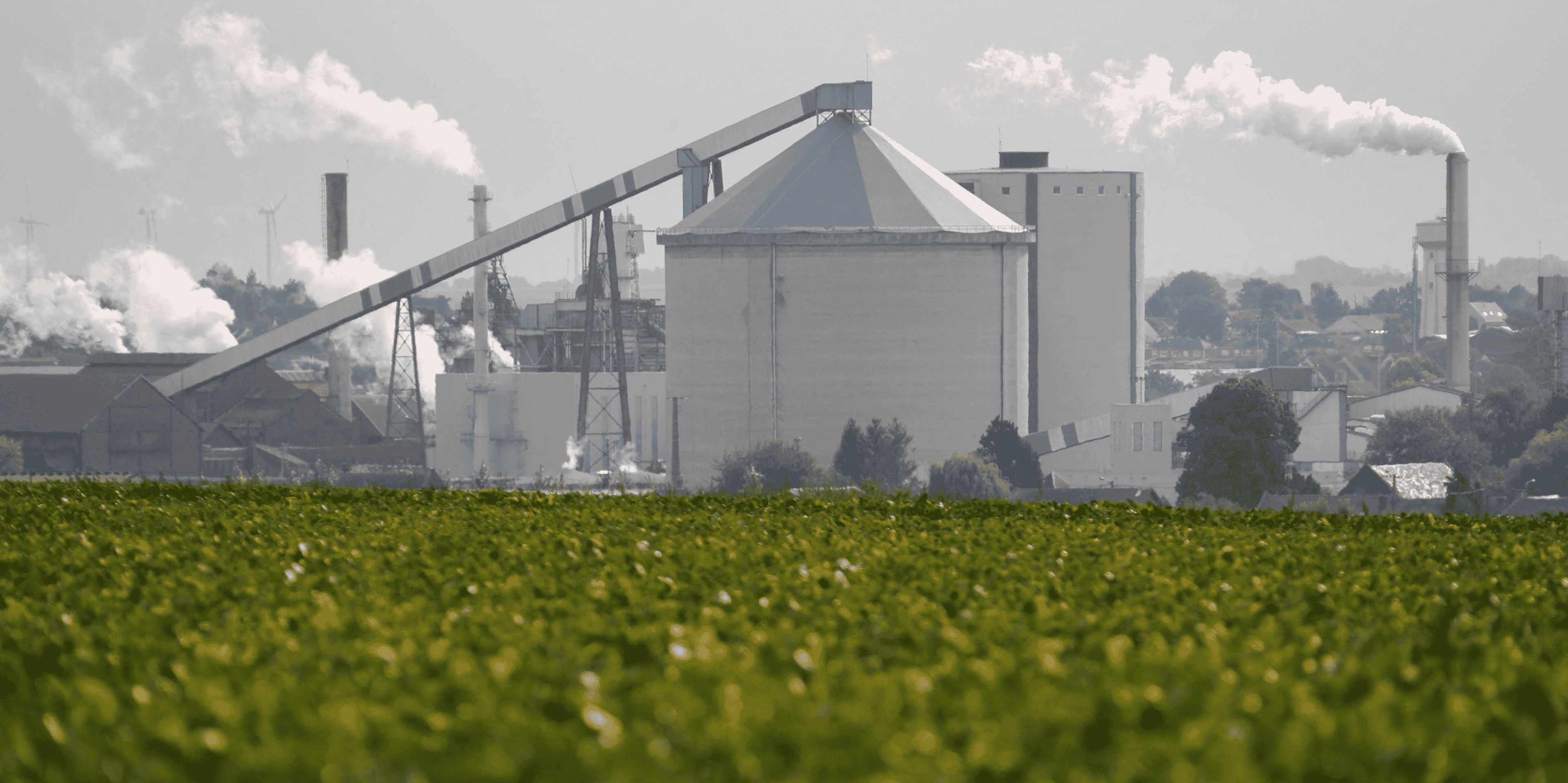 L'usine sucriere de tereos est visible derriere un champ de betteraves a escaudoeuvres