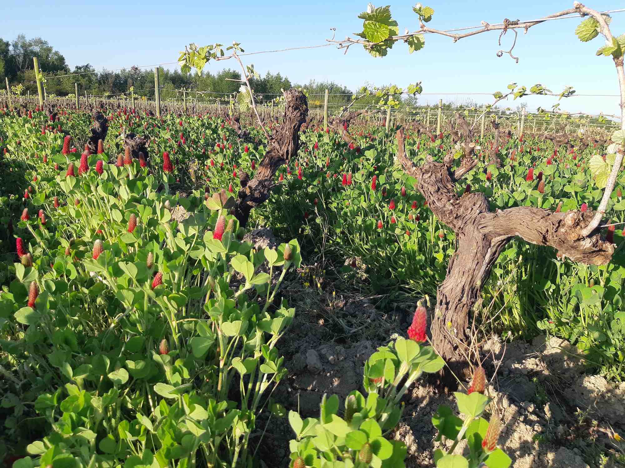 A la pointe Ouest du vignoble nantais, le Domaine des Troits Toits organise l’équilibre entre culture de la vigne et biodiversité.
