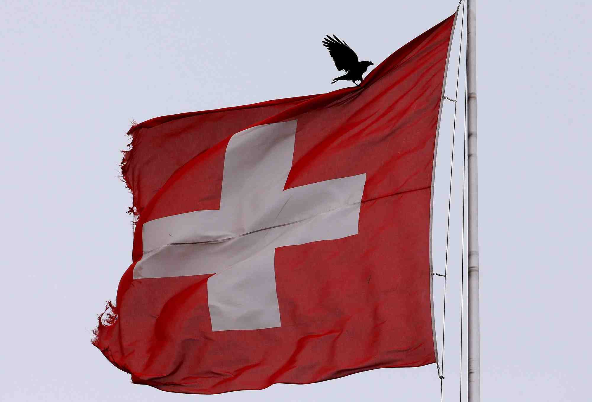 Un oiseau se pose sur un drapeau national suisse a zurich