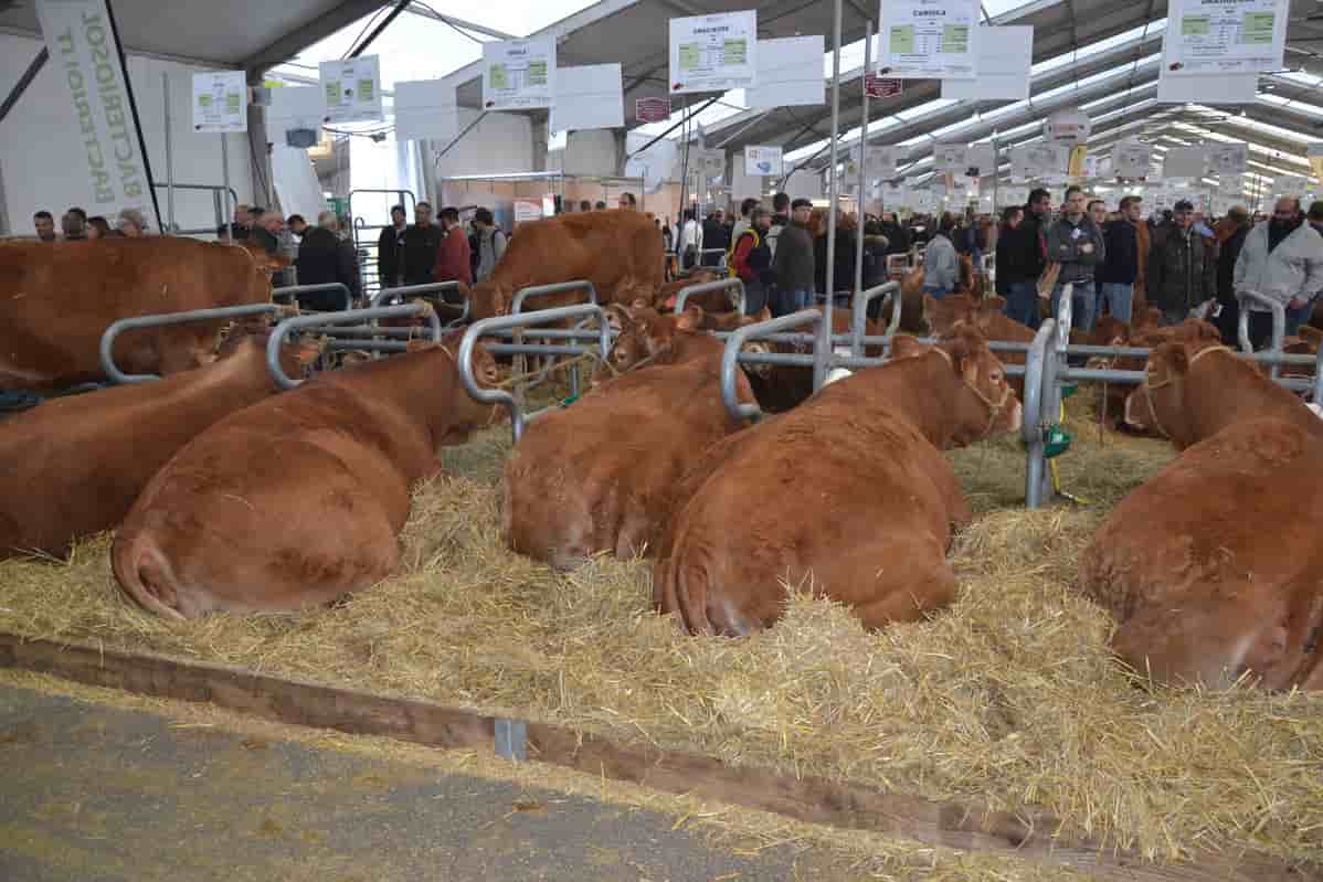 En l'espace de quelques jours, ce sont deux événements phares du territoire auvergnat, le Sommet de l'Elevage et la foire-exposition de Clermont-Cournon, qui ont été annulés en raison des mesures sanitaires liées au Covid-19.