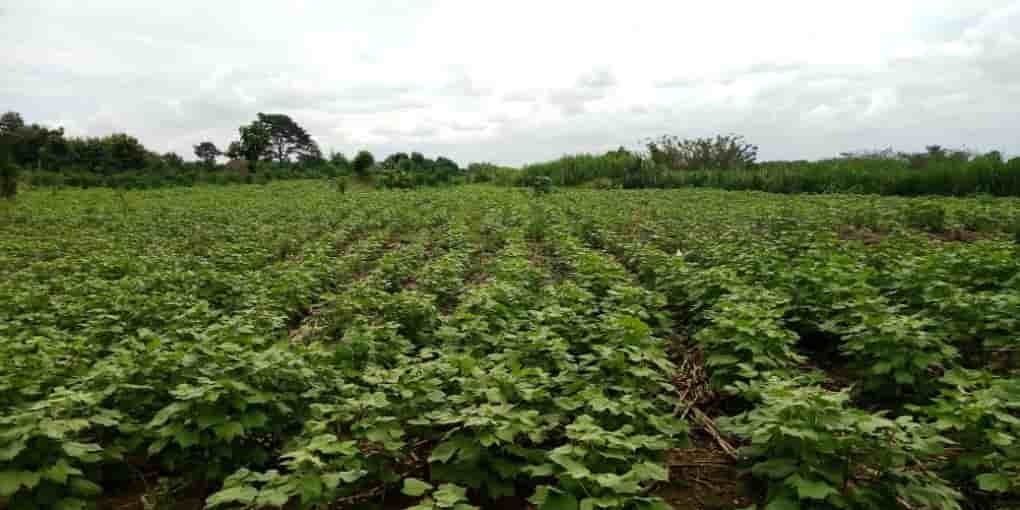 coton bénin