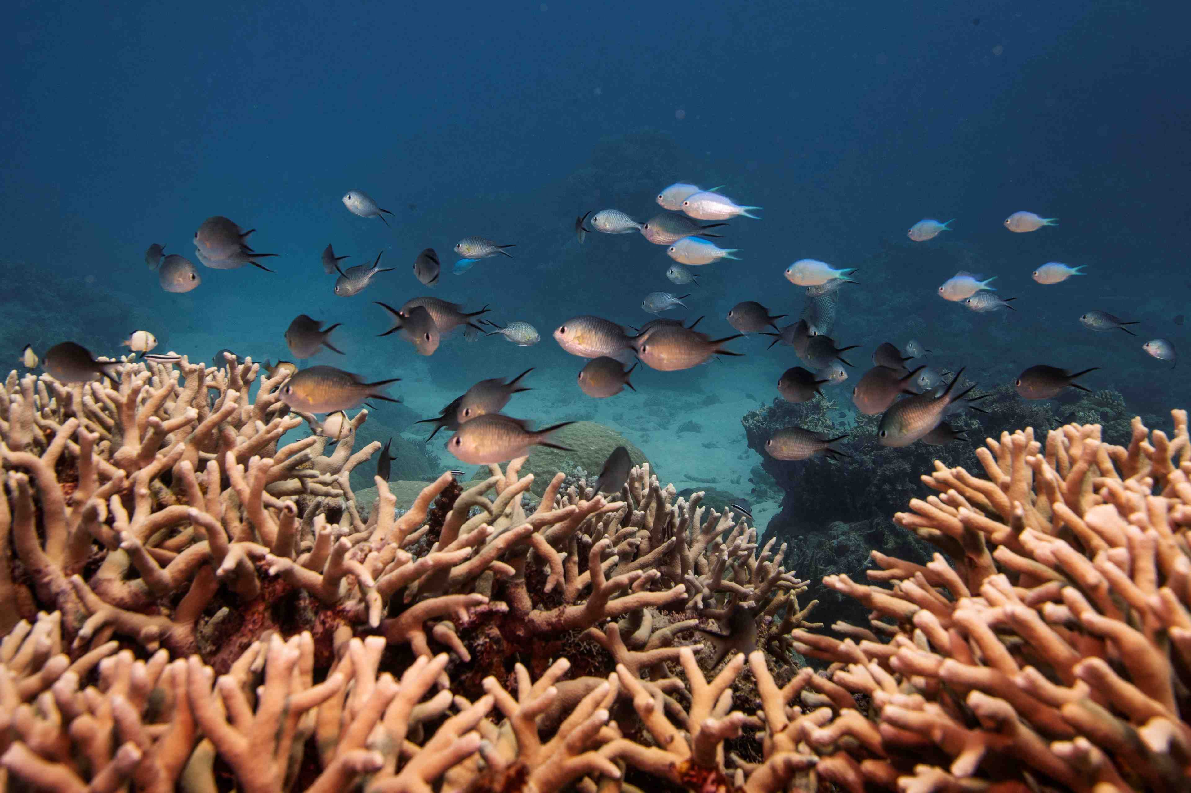 L'australie promet 700 million de dollars supplementaires pour proteger la grande barriere de corail