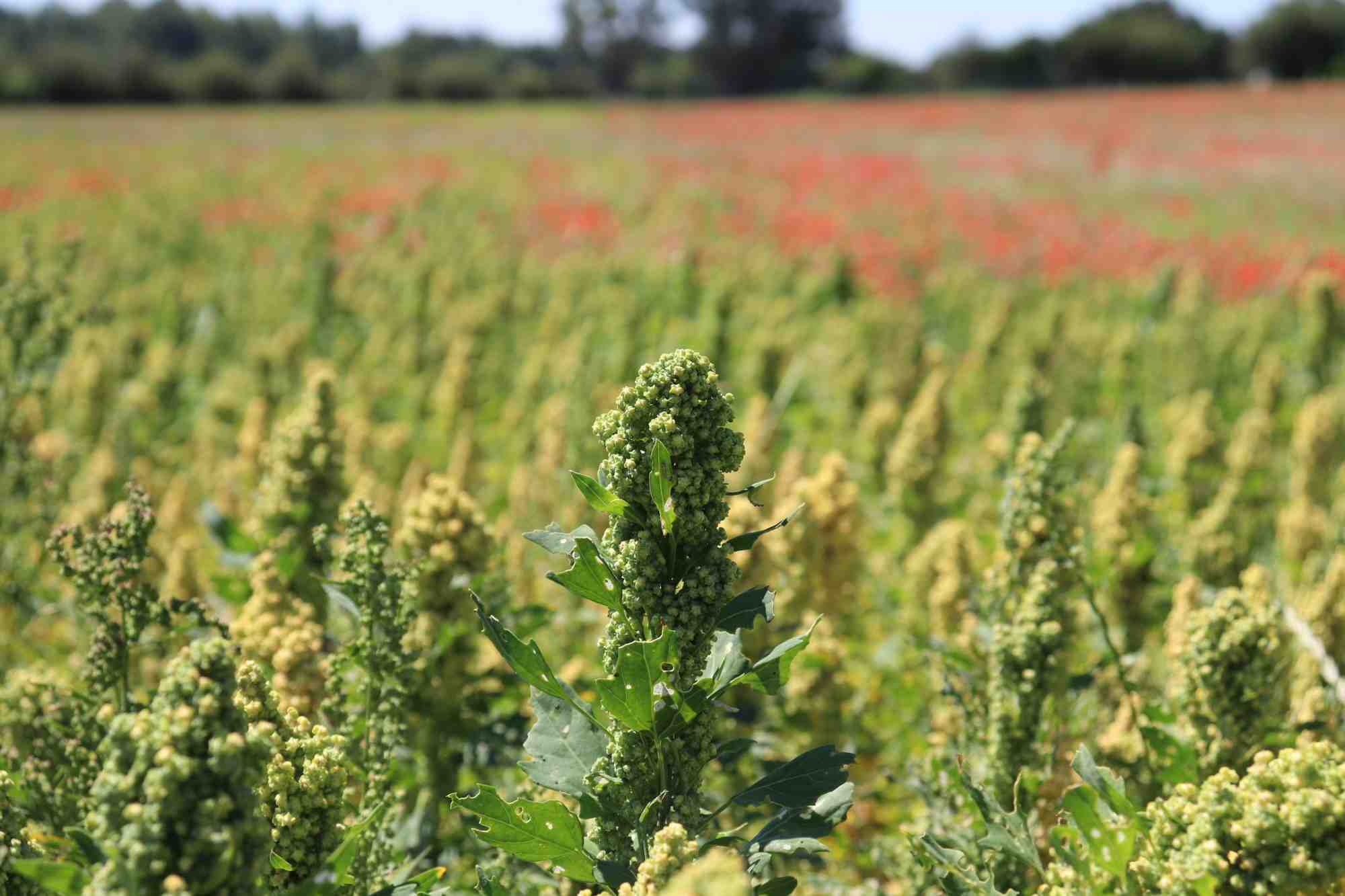 La production de quinoa se développe dans l'ouest de la France, notamment en Anjou où la filière compte environ 350 producteurs.