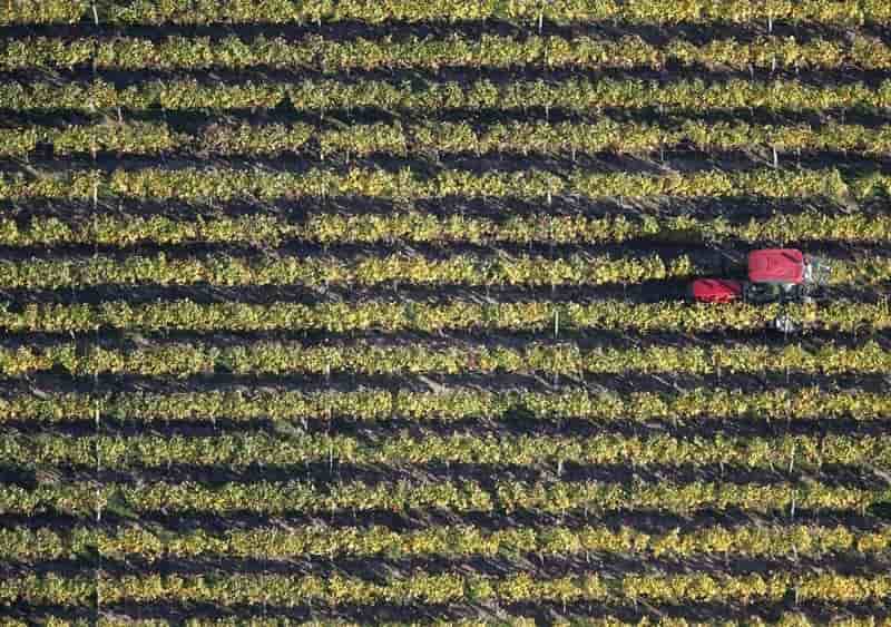 Le vignoble du bordelais touche par le gel