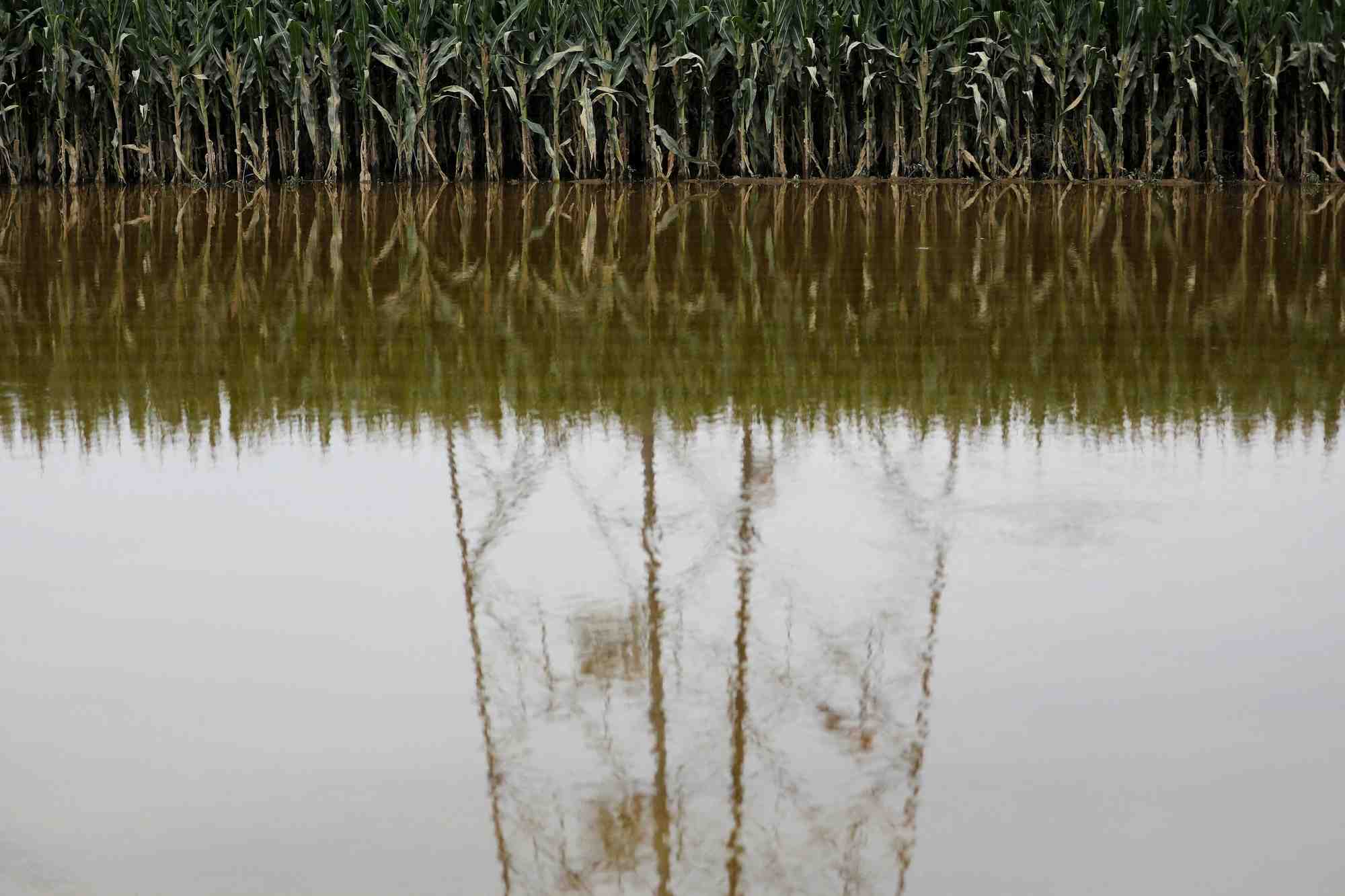 Un champ de mais innonde par les pluies et inondations en chine