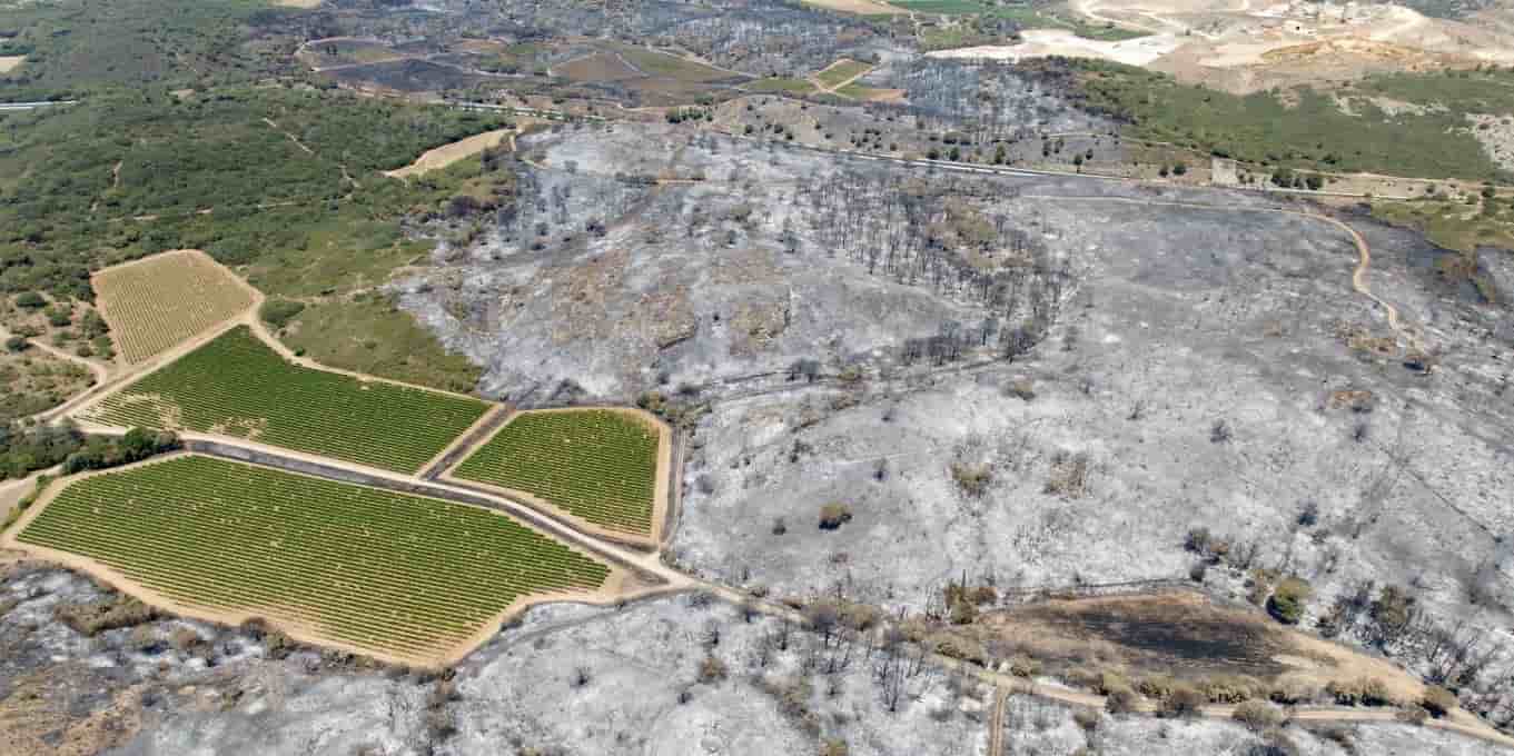 Le 29 juin dernier, au sud de Bizanet dans l'Aude, le feu a traversé les forêts, les pinèdes, les cultures, mais a été stoppé par la vigne, comme toujours en zone méditerranéenne.