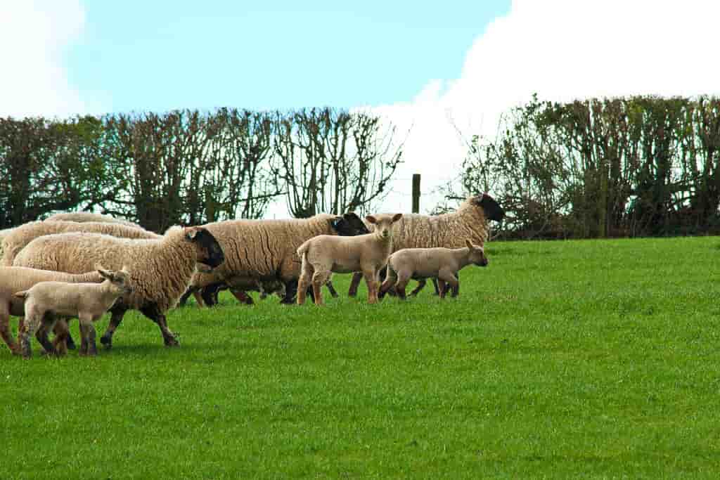 PAC environnement