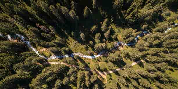 Le dépérissement de certains massifs forestiers sous l'effet du changement climatique réduit fortement leur capacité d'absorption du carbone