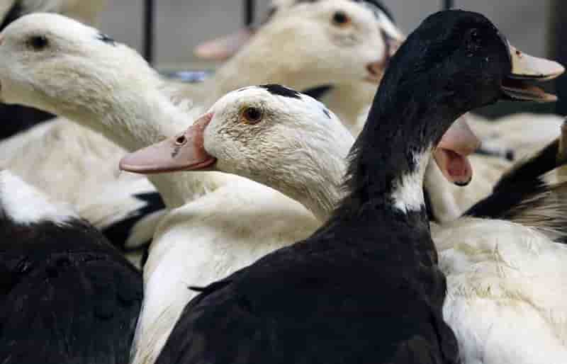 Grippe aviaire: fin du vide sanitaire dans le sud-ouest