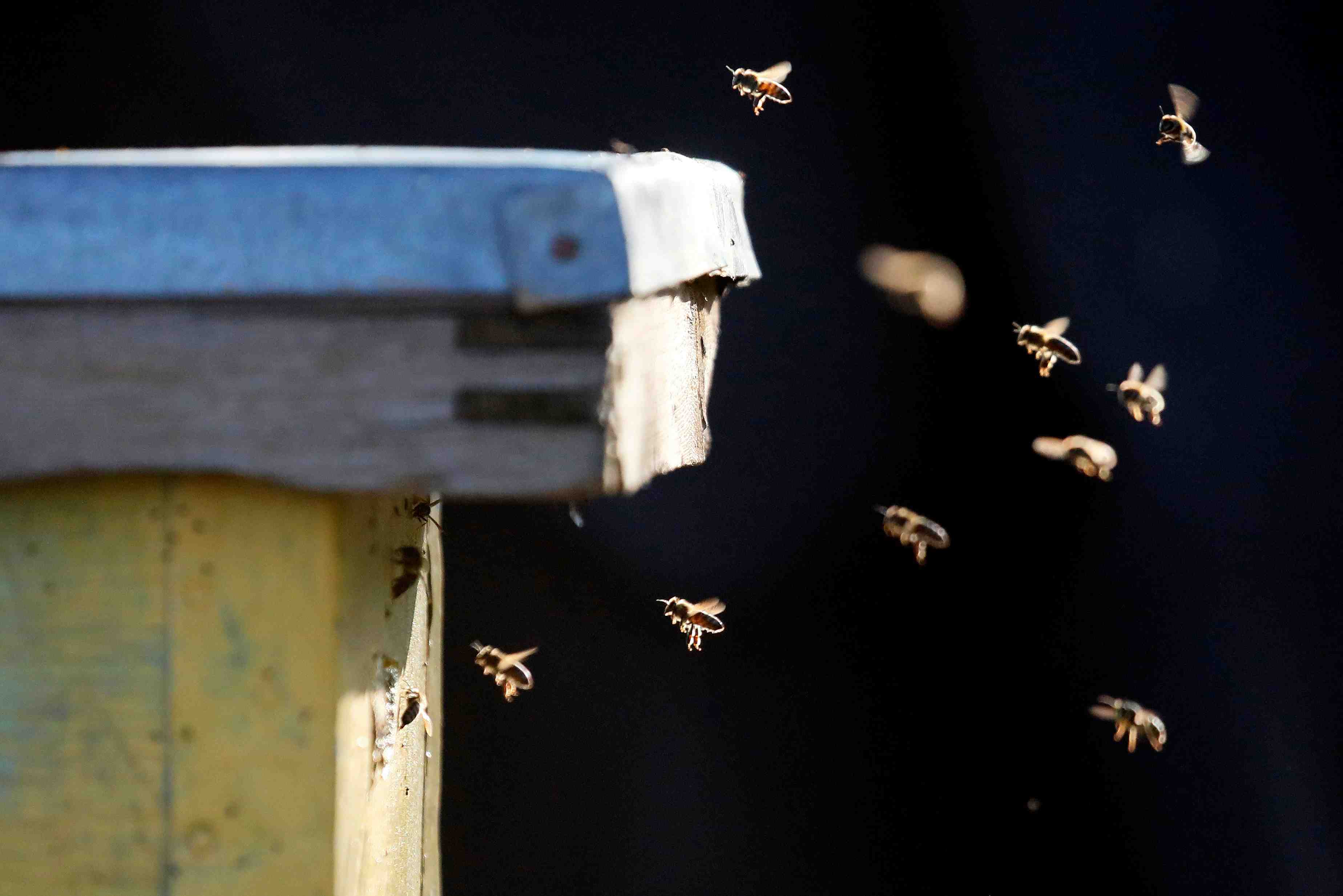 Deux pesticides nocifs pour les abeilles bientot interdits