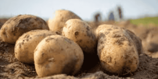L'entreprise BC Pommes de Terre quitte les Bouches-du-Rhône pour s'installer à Beaucaire (Gard), avec un investissement de 5,2 millions d’euros à la clé pour booster ses activités de conditionnement, de lavage et d’expédition.