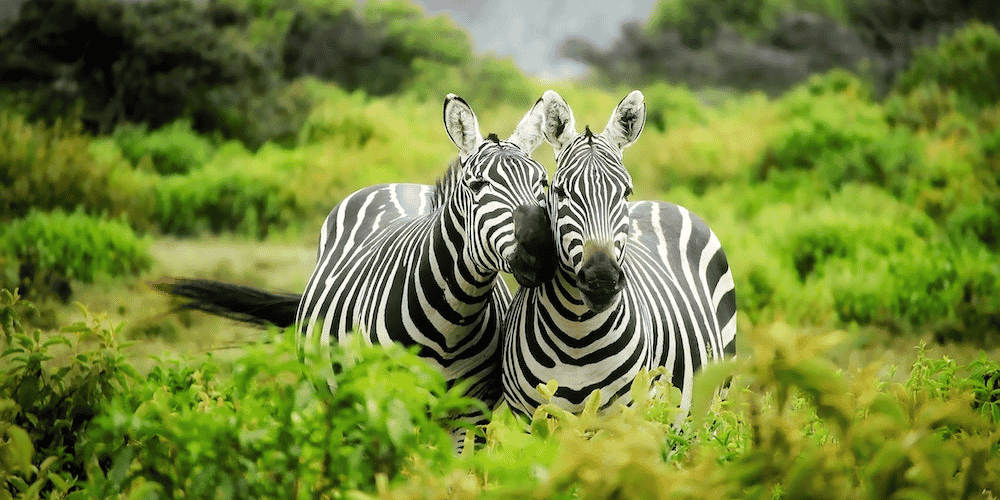 zebre