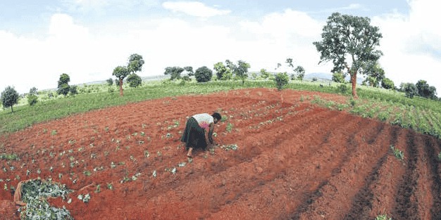Terres arables agriculture malawi