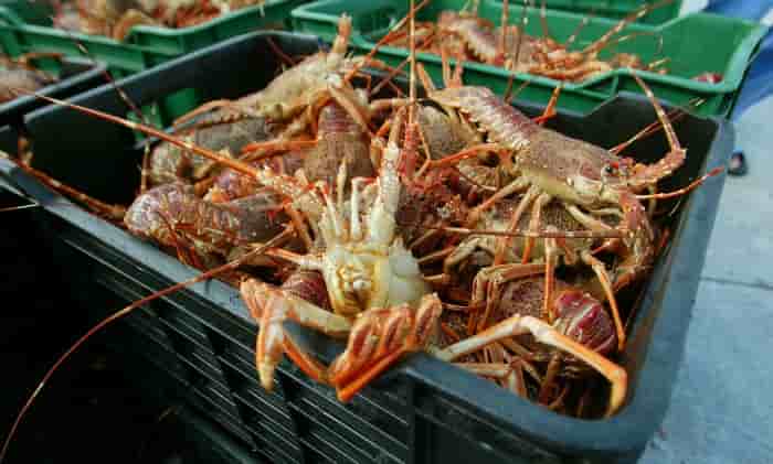 Homard