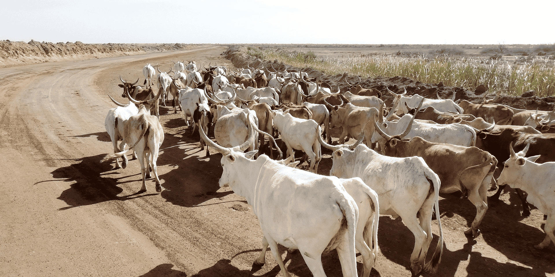 élevage cheptel senegal