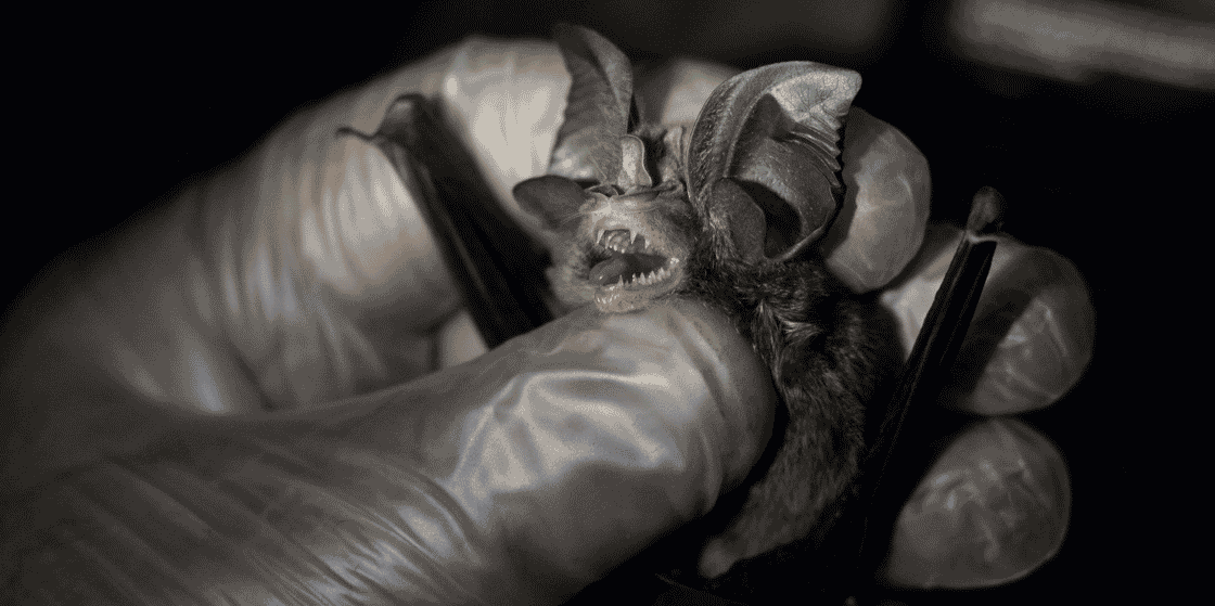 chauve-souris