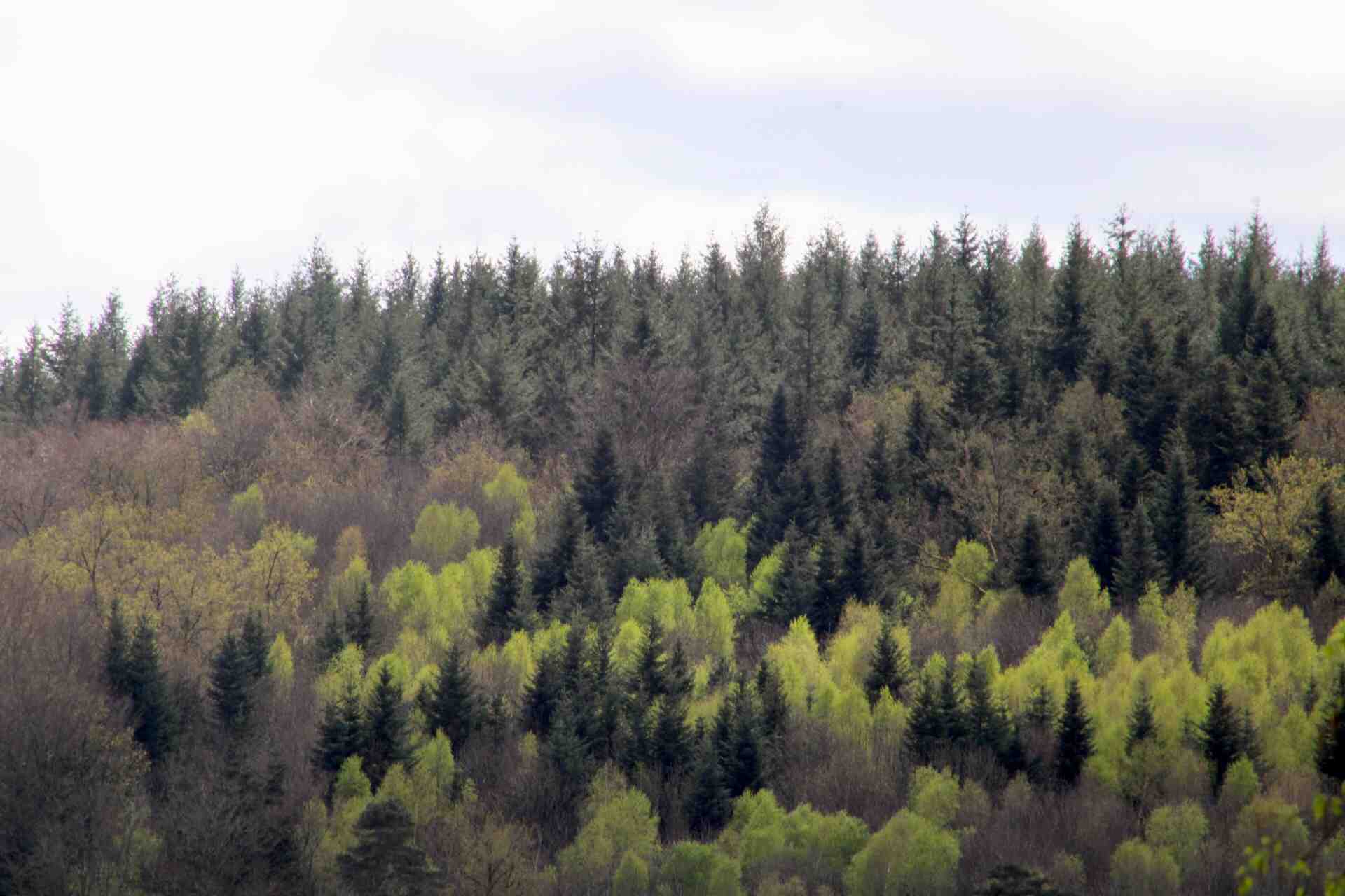 Entre 20 et 25% du volume de bois résineux exploités sur toute la région Auvergne-Rhône-Alpes se situe dans ce parc régional du Livradois-Forez.