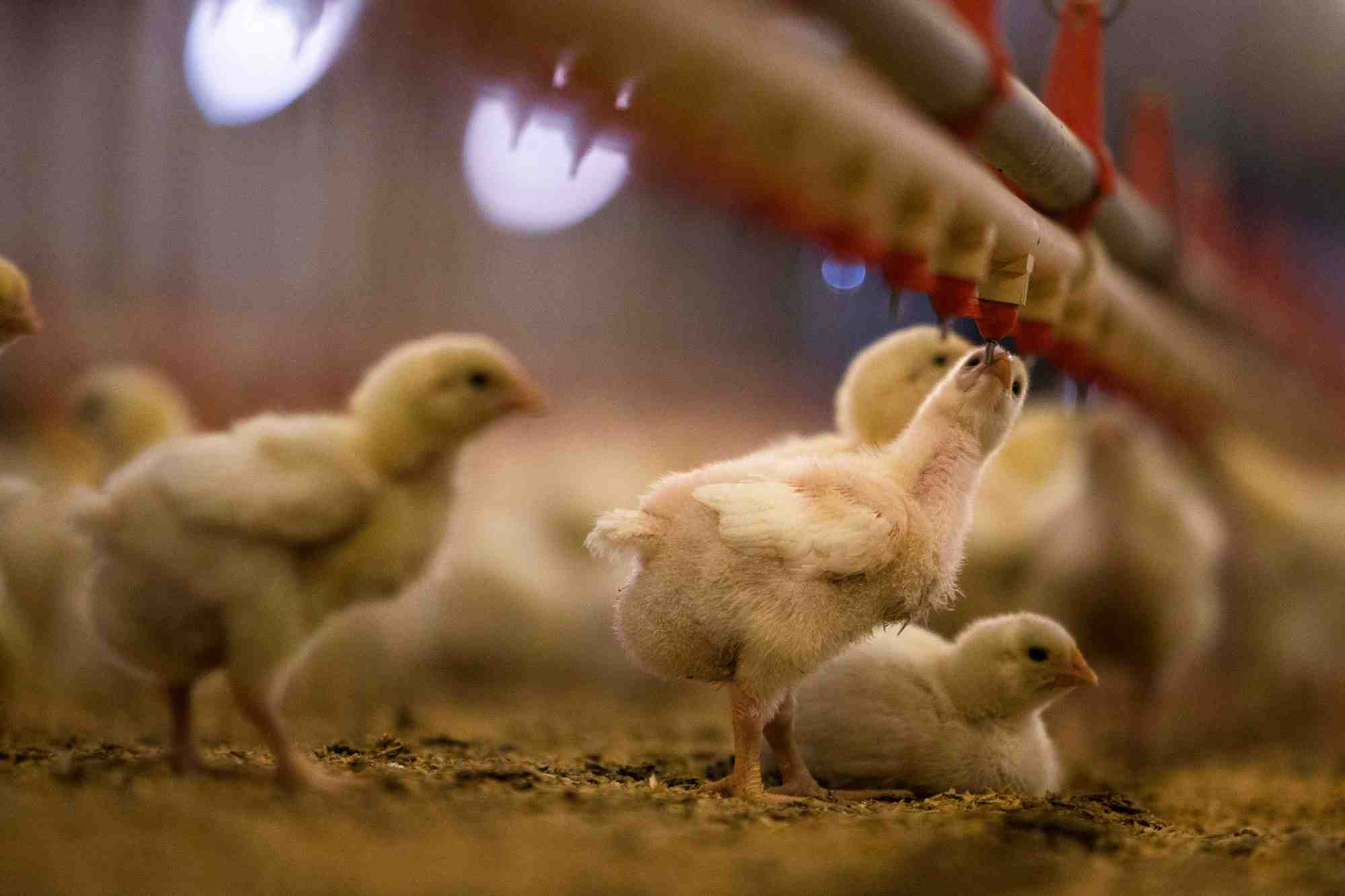 Des poussins dans une ferme d'elevage