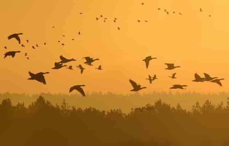 Un millier de chasseurs manifestent pour la chasse a l'oie
