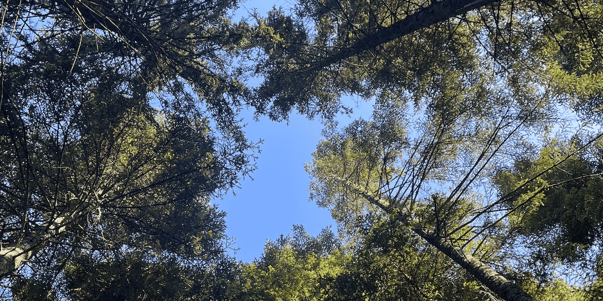 Forêt Vercors 2