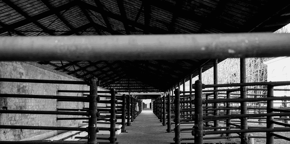 abattoir