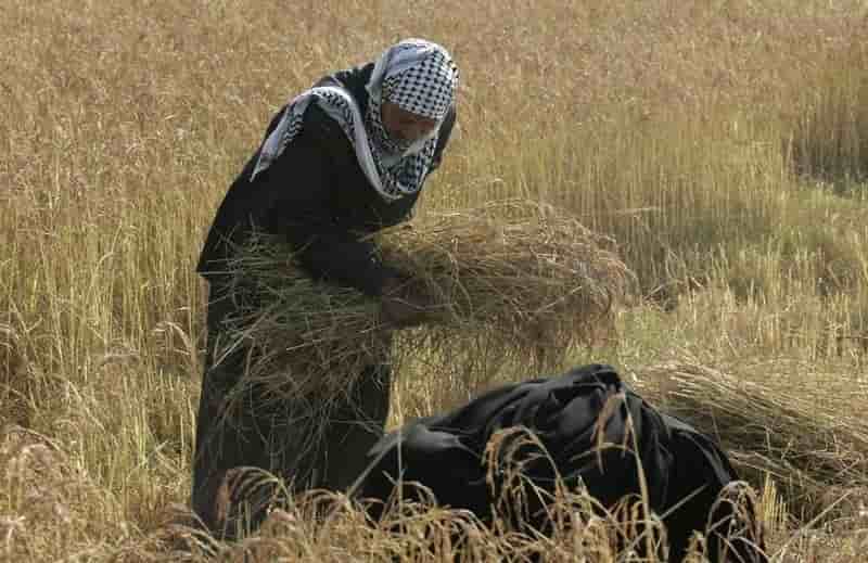 La FAO envoie semences et engrais en Irak