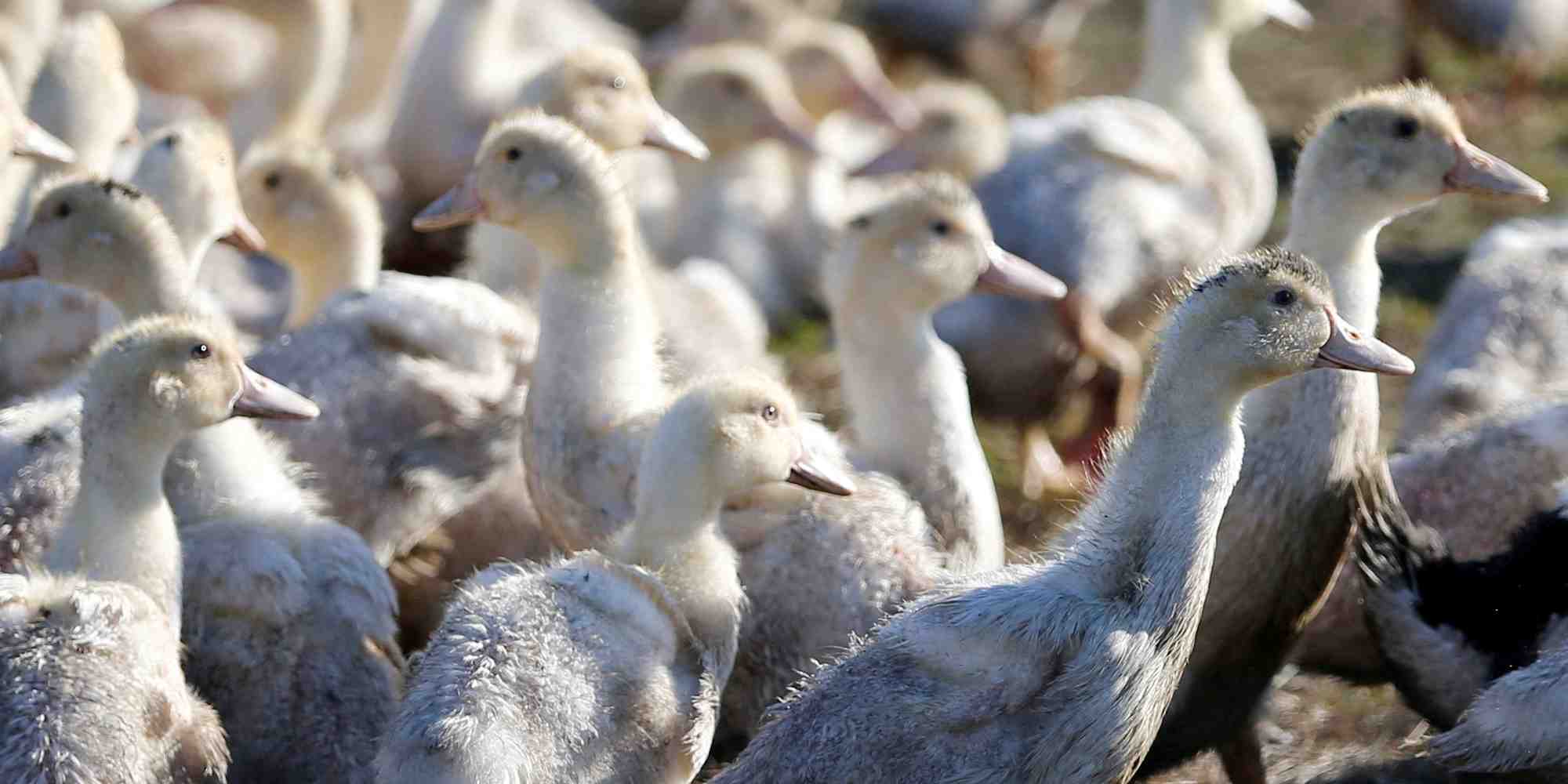 Le gouvernement a rendu obligatoire la vaccination contre la grippe aviaire dans les élevages de plus de 250 canards (hors reproducteurs).