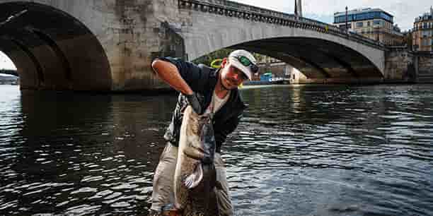 À deux pas de la cathédrale Notre-Dame, près du pont de la Tournelle, Bill François, pêcheur et écologiste convaincu, sort de la Seine un silure. Ou quand le street fishing a des airs de pêche au gros.