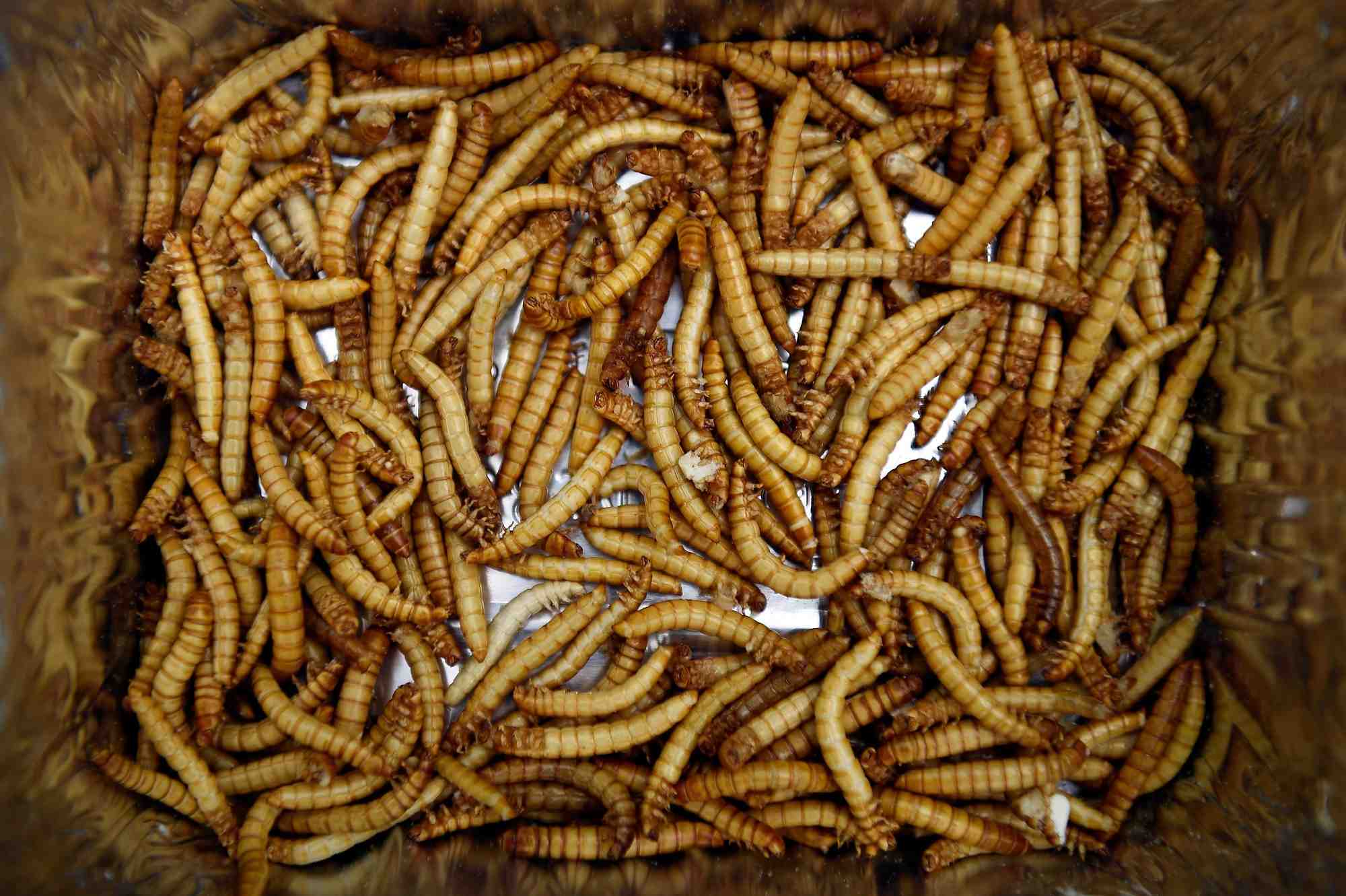 La production de protéines d'insectes bat de l'aile.